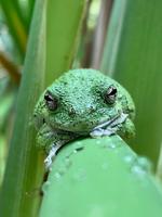 Social responsiveness and competition among male Hyla versicolor